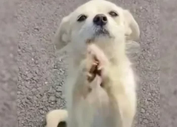 Mom Dog Stops Traffic to Ask for Food for Her Puppies.