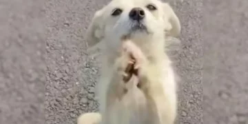 Mom Dog Stops Traffic to Ask for Food for Her Puppies.