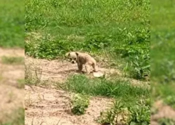 A Cute Puppy Was Left Hungry for Several Days Until Someone Came to Save Him.