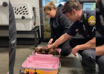 Police Find Big Surprise in Left Behind Bag