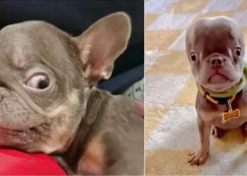 Man Bonds With ‘Lovable Lemon’ Dog, Now He’s Irreplaceable