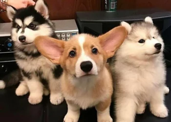 27 Adorable Baby Animals That Will Warm Even the Coldest Heart