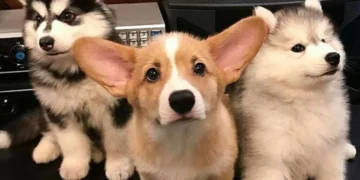 27 Adorable Baby Animals That Will Warm Even the Coldest Heart