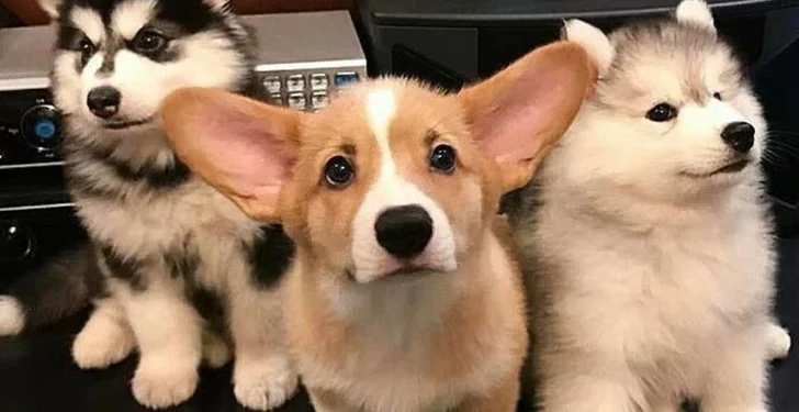 27 Adorable Baby Animals That Will Warm Even the Coldest Heart