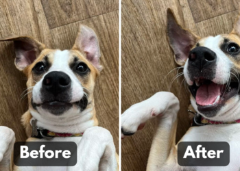 This TikTok Trend Shows Dogs Reacting to “Good Boy/Girl” Compliments