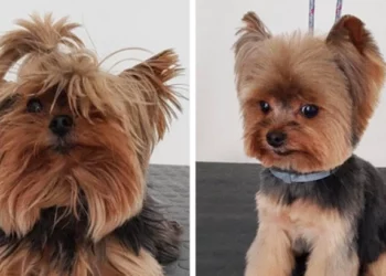 18 Dogs Who Looked Completely Different After the Groomer