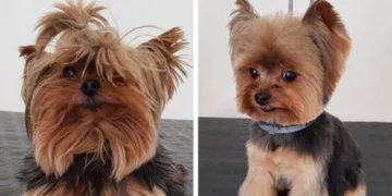 18 Dogs Who Looked Completely Different After the Groomer