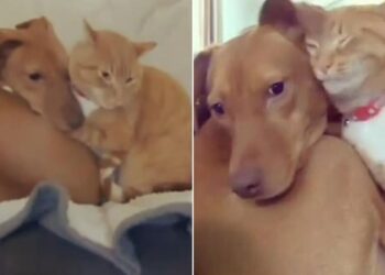 Hidden Camera Uncovers Cat Comforting Anxious Dog in Secret
