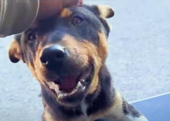Man On Puppy Adventure Discovers Desert Puppy Eager To Tag Along