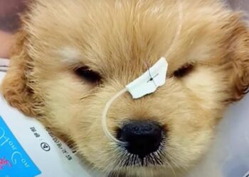Man Abandons Puppy Over High Bills, But Staff Ignite Its Spirit!