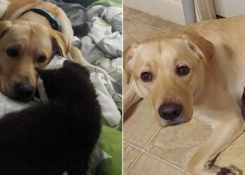 Loving Dog Attempts To Hide His New Pal So They Can Keep Playing Together