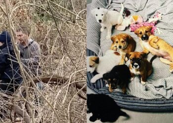 Mom Dog and Her Babies Have a Happy Meetup a Year After Being Saved.