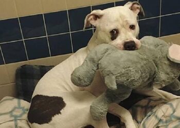 Scared Puppy Grasps Toy Elephant Awaiting To Be Euthanized
