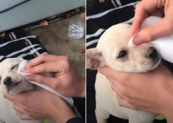 Teen Waits for Parents to Sleep to Bring Hidden Puppy Inside.