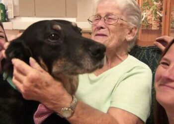 Dog Continually Breaks Out Of Shelter To Comfort Residents In A Care Home