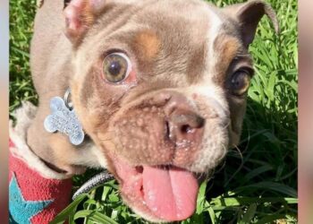 Bulldog Pup Abandoned in Creek Due to Missing Nostril and Twisted Legs