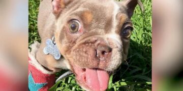 Bulldog Pup Abandoned in Creek Due to Missing Nostril and Twisted Legs