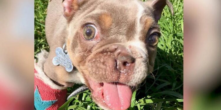 Bulldog Pup Abandoned in Creek Due to Missing Nostril and Twisted Legs