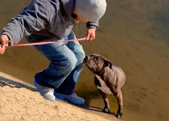 Pit Bull Drops Into Canal As Men Nearby Fasten Their Belts for Rescue