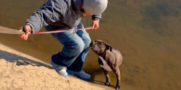 Pit Bull Drops Into Canal As Men Nearby Fasten Their Belts for Rescue