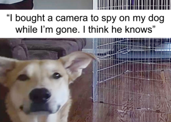 20 Dog Snapchats That Deliver Impawsible Levels Of Laughter