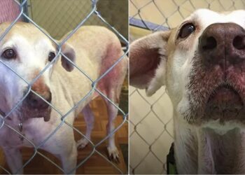 They Felt Sorry For Her Seven Years in the Shelter but Took No Action