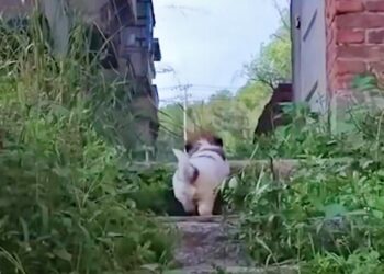 Homeless Pup Takes Volunteers To Abandoned Building To Show Them Who’s Inside