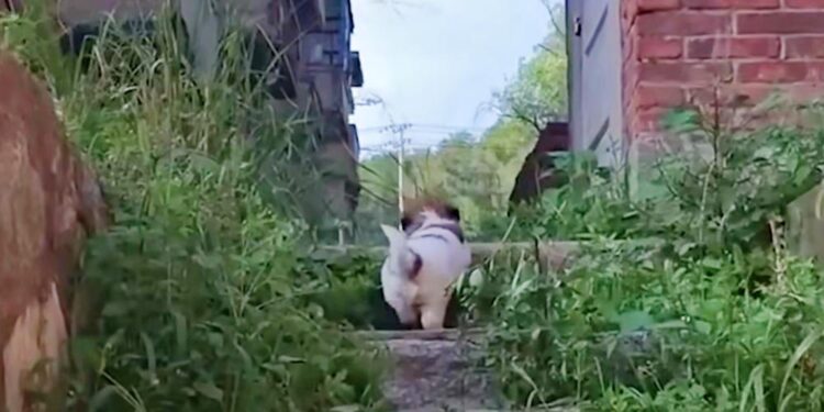 Homeless Pup Takes Volunteers To Abandoned Building To Show Them Who’s Inside