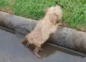 Puppy Struggled To Reach The Curb Because She Was Too Weak To Do So