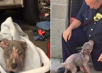 Abandoned 3-Month-Old Pitbull Finds Rescue In A Firefighter’s Arms