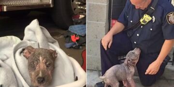 Abandoned 3-Month-Old Pitbull Finds Rescue In A Firefighter’s Arms