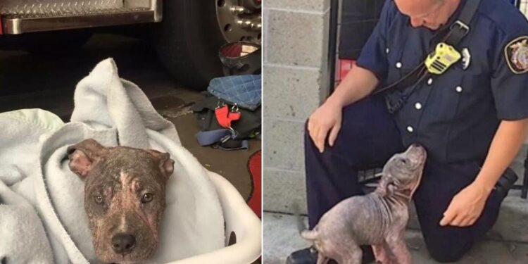 Abandoned 3-Month-Old Pitbull Finds Rescue In A Firefighter’s Arms