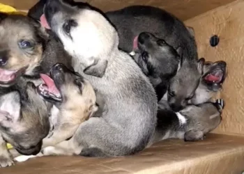8 Abandoned Puppies in a Trash Can Given Another Shot at Life