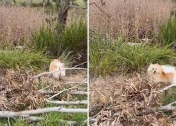 Dog Alerts Rescuers When He Locates Fluffy Friend In The Grass