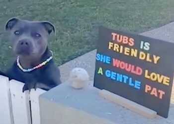 Woman Sets Up Sign Inviting Others to Pet Her Dog in Difficult Days