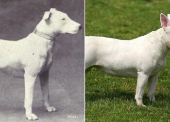 How Selective Breeding Over 100 Years Impacted These 8 Popular Dog Breeds