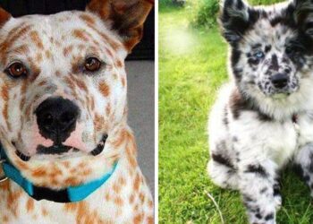 20 Pups With Exceptional Markings We Instantly Fell In Love With