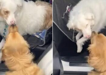 Pup Greets His Blind Companion with the Sweetest Nose Boop
