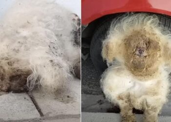 Rescuers Uncover Cute Small Dog Beneath Thick Matting and Dirt Layers