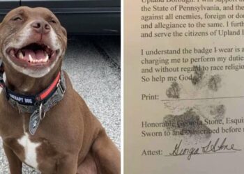 Abandoned by His Family, Adorable Pitbull Triumphs as an Official Police Dog.