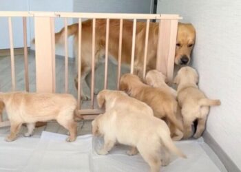Golden Retriever Father’s Charming First Meeting With His Pups Captivates 3.8M Souls