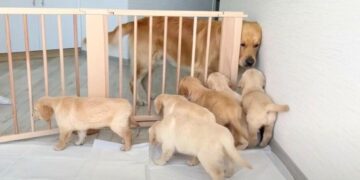 Golden Retriever Father’s Charming First Meeting With His Pups Captivates 3.8M Souls