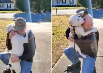 A Saved Dog Meets Her New Human Guardian And Can’t Stop Hugging Him