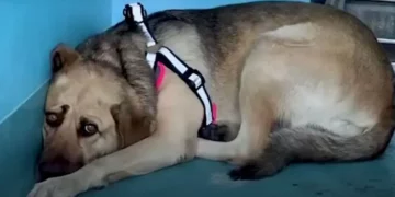 A Once Lonely and Sad Rescue Dog Finds Joy and Comfort in a Loving New Home