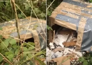 Man Hears Noise from a Box on Crowded Street, Discovers Abandoned Puppy Inside