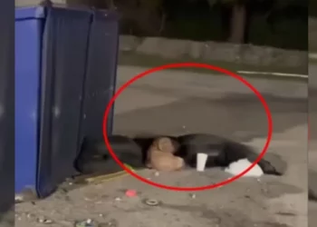 A Hungry Stray Dog Lived Beside A Dumpster For Ages Until Rescued