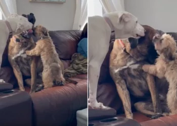 Scared Dog Feels Better With Dog Brothers And Sisters After Being Rescued From Mean Owners.