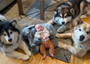 Strong Malamute Designates Himself Bodyguard of Tiny Baby Sibling