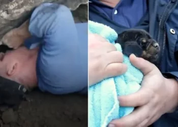 Brave Officers Rescue Puppy from a Pipe and Reconnect Him with His Mother.