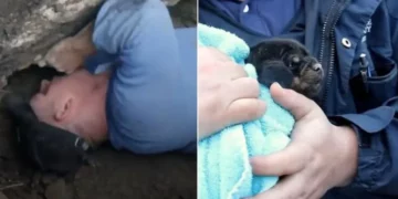 Brave Officers Rescue Puppy from a Pipe and Reconnect Him with His Mother.